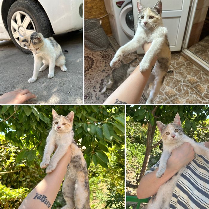 КОТЯТА в добрые руки