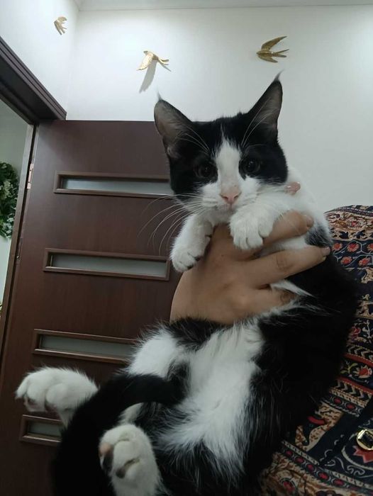 Котенок 4 месяца