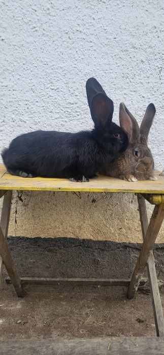 Vand Iepuri Uriași German