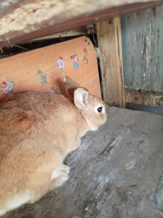 Кролик и петух декоративные