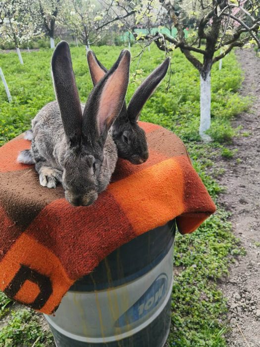 iepuri hycol francez,uriasi german