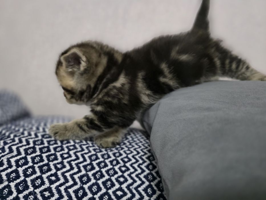 Британские котята