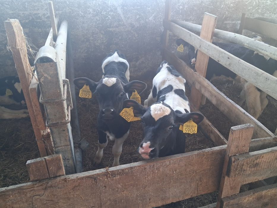 Vand vitele holstein