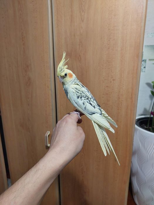 Корела ручной мальчик