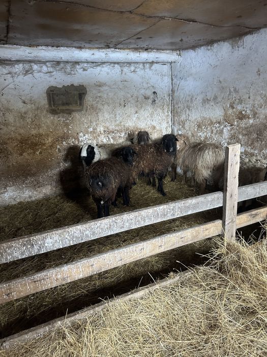 Қой сатам семіз жас