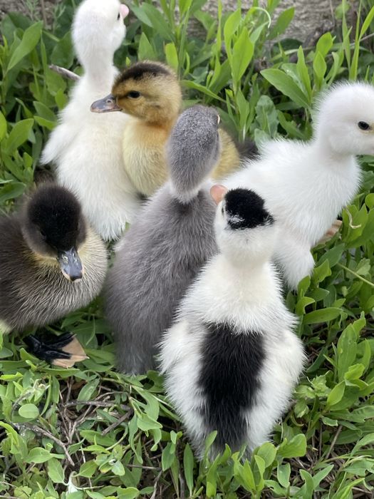 Boboci de rata polara romaneasca si pekin