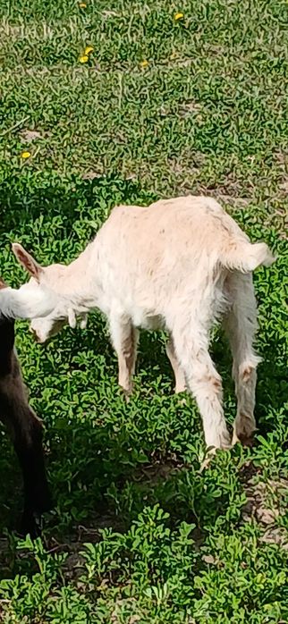 Vând trei ieduțe sannen tinere