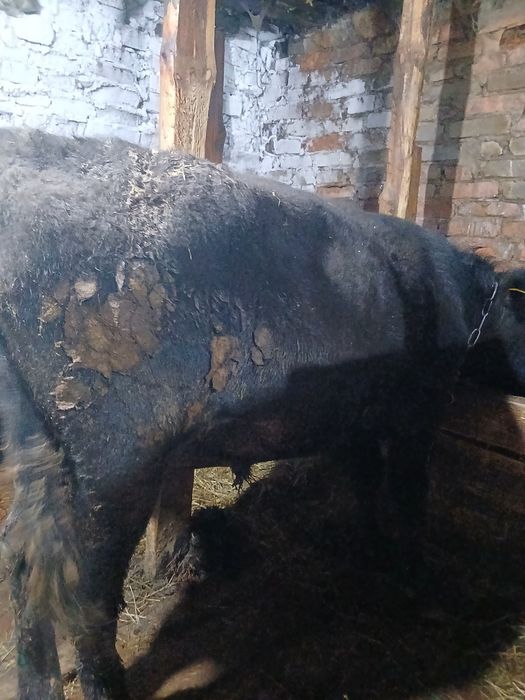 Продам молодняк.