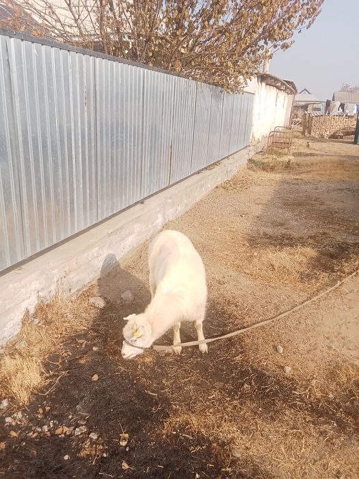 Орыс Ешкы Сауда бар