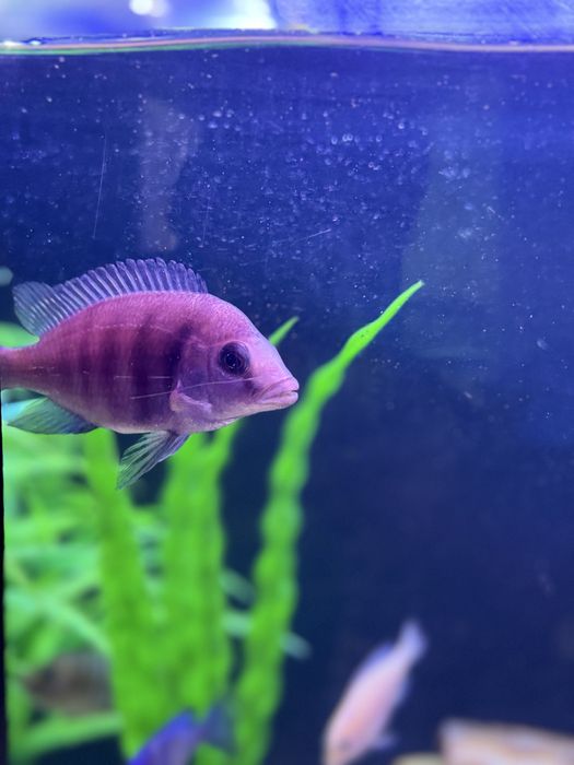 Плацидохромис танзания семья