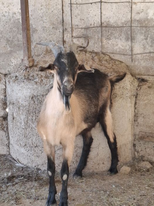 Теке , козел альпийская