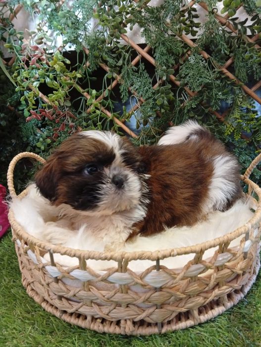 Shih tzu forte frumosi