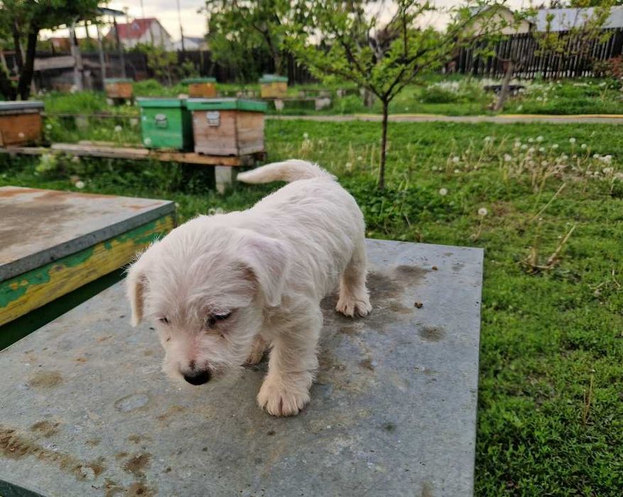 Jack russel terrier pui