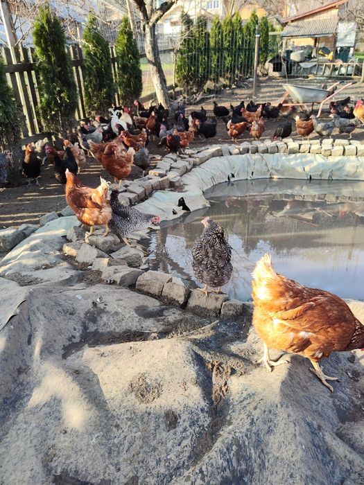 De vânzare puicuțe ouătoare