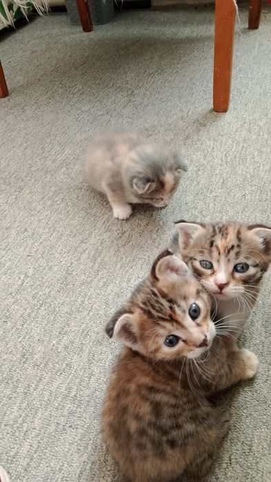 Отдам в добрые руки