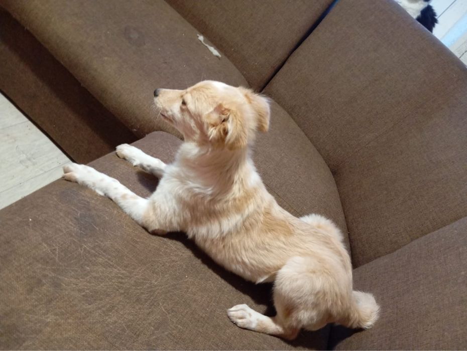 Отдам щенка (девочка)в добрые руки