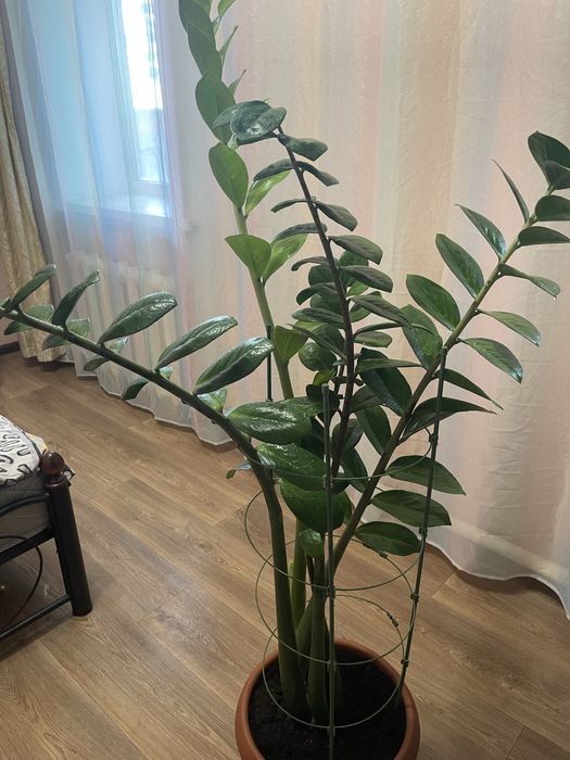 Замиакулькас (Денежное дерево).