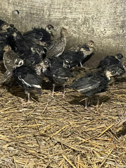 Pui de fazani comuni si tenebrosi la varsta de 3 saptamni