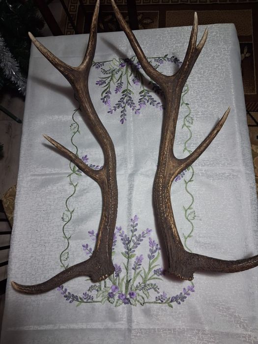 Vand coarne de cerb 7,5kg 0,70cm