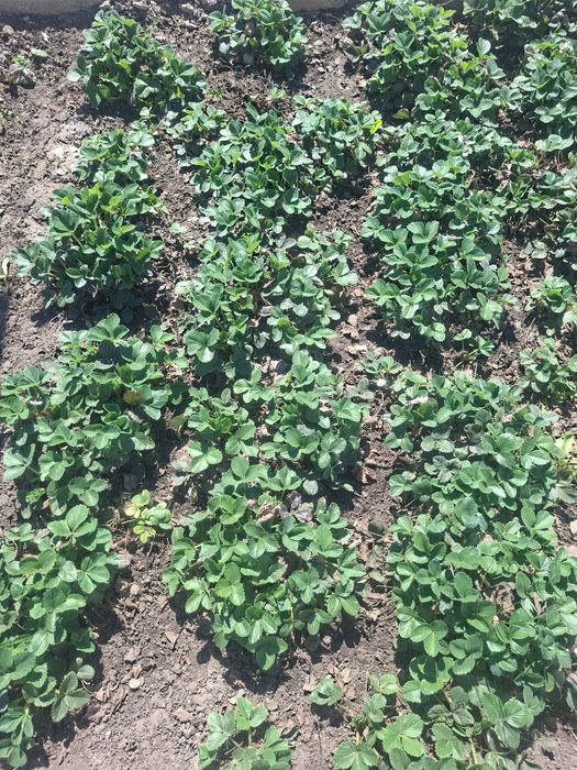 Клубника  многоразовая