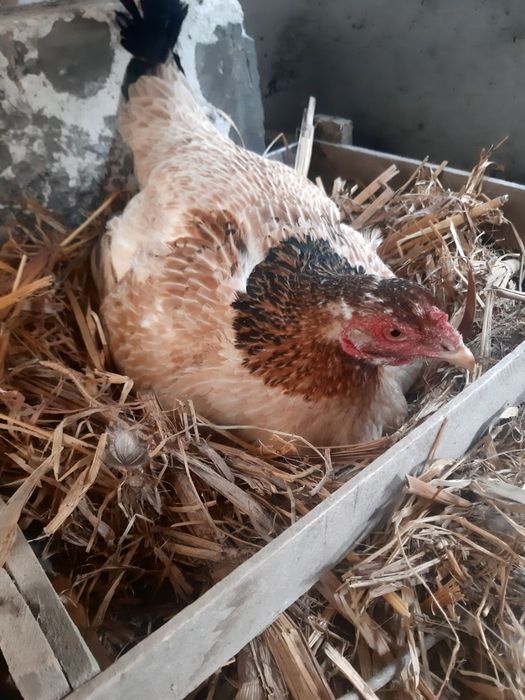 Курки макёнлар ,наседки куры сотилади