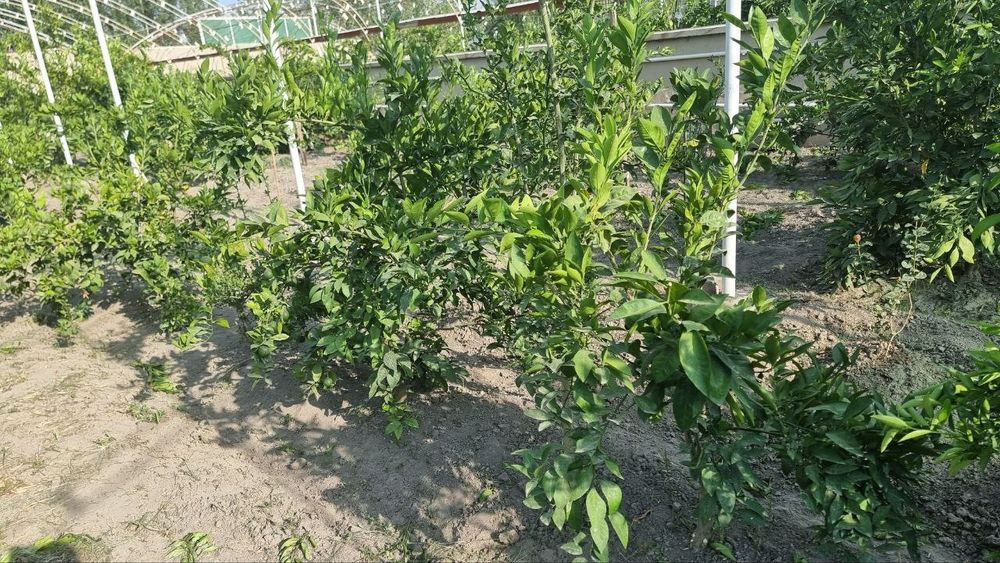 Mandarin koʻchatlari sotiladi