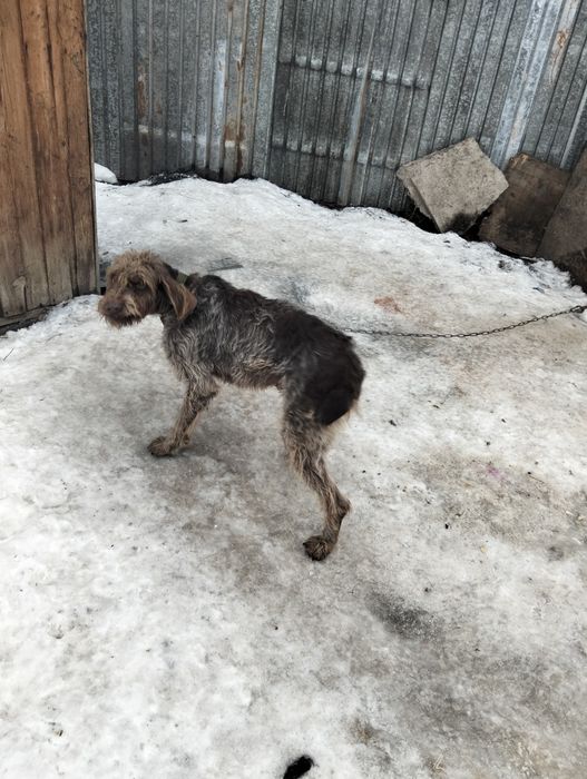 Продам Дратхар рабочи