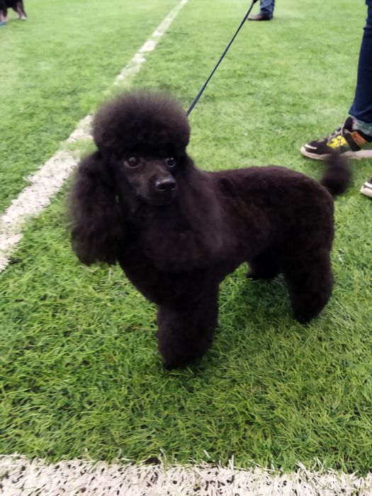 Вязка с Чемпионом Казахстана