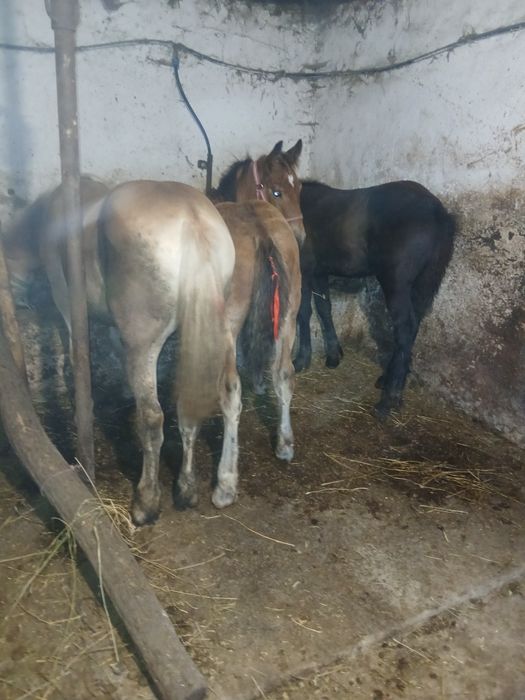 Vând 2 mânzji și o mânză