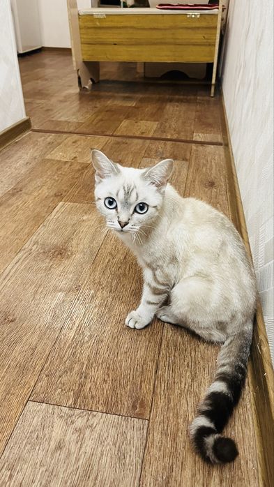 Котенок мальчик 9 месяцев