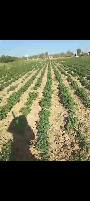 Кумкургон Тумани