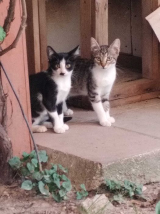 ofer pisoi de 1 luna spre adoptie in Pitesti sau Bucuresti