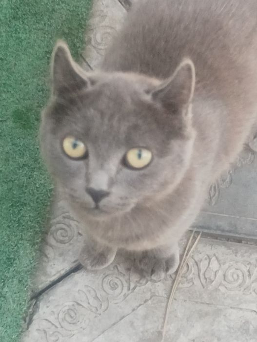 Кошечка Скотч Ленд британка