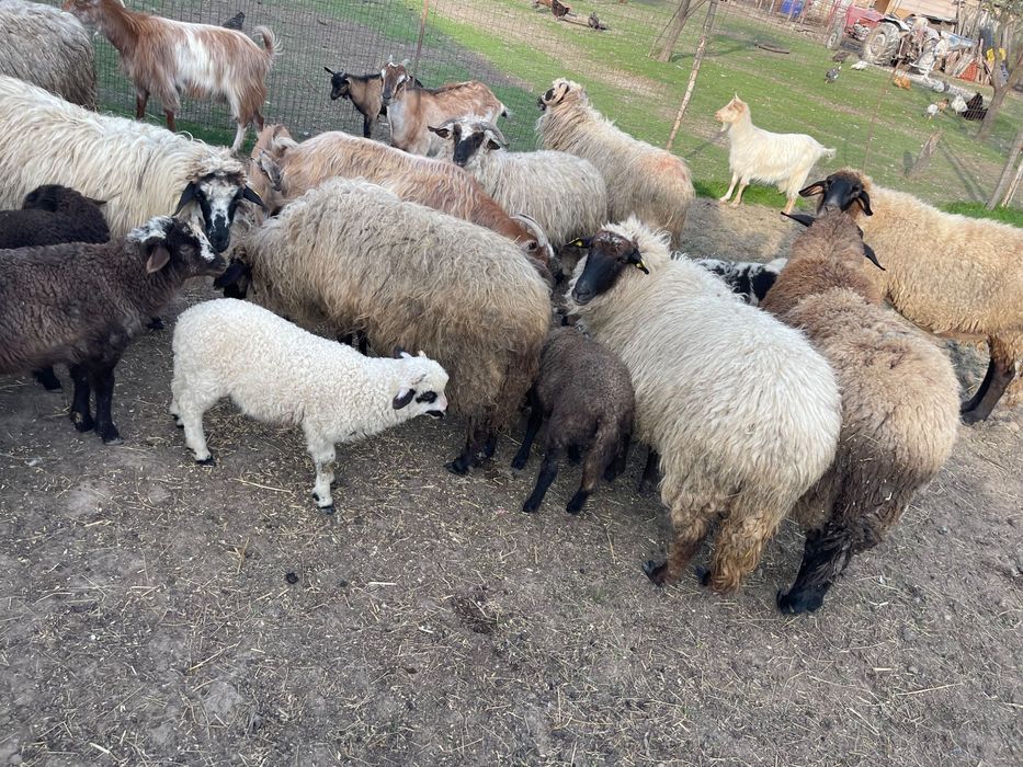 Oi, miei, capre și iezi de vânzare