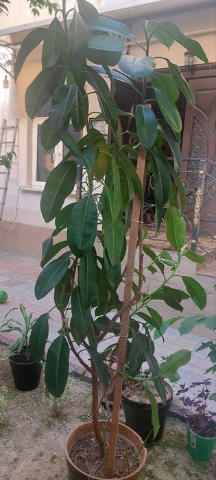 Фикус Гул сотилади 2,5 метр