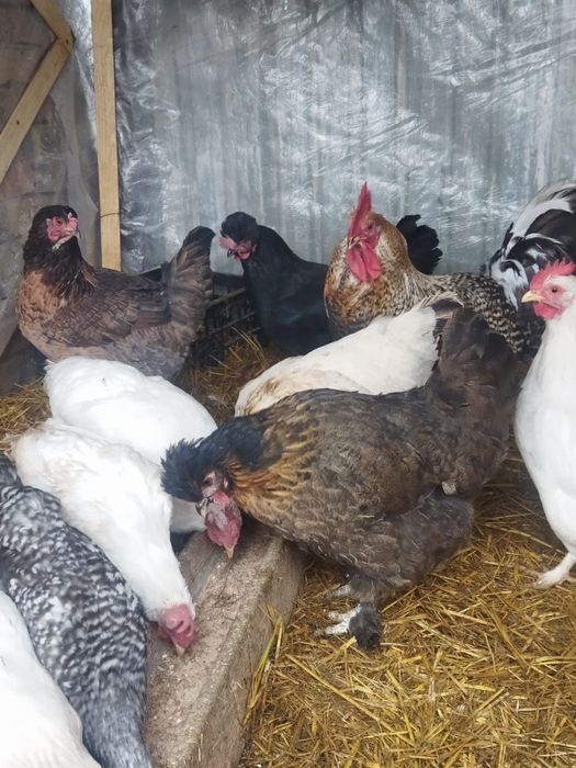 Продам куры домашние