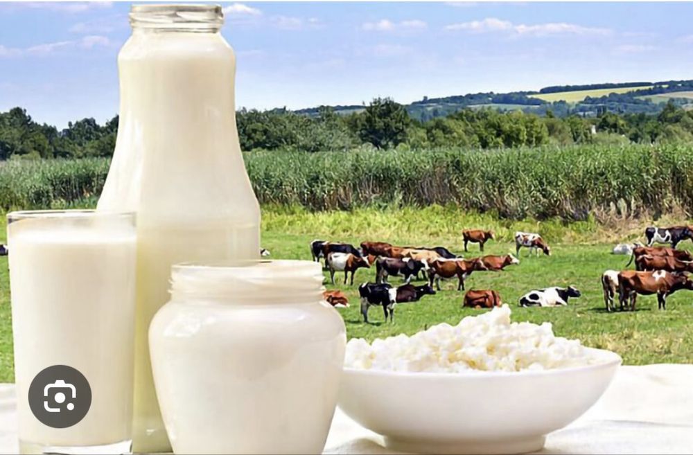 Табиғи сиыр сүті; Натуральное коровье молоко