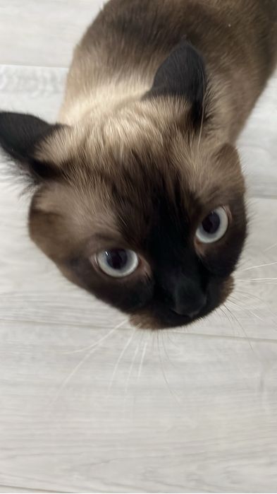 Отдам кота в добрые руки