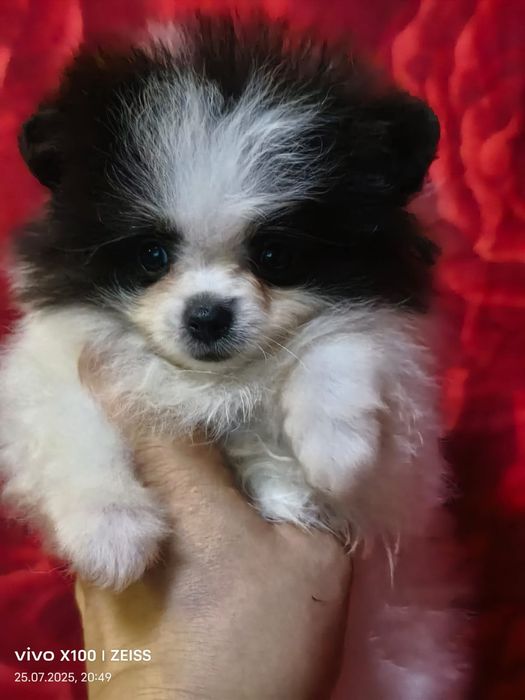 Очаровательные щенки шпица.