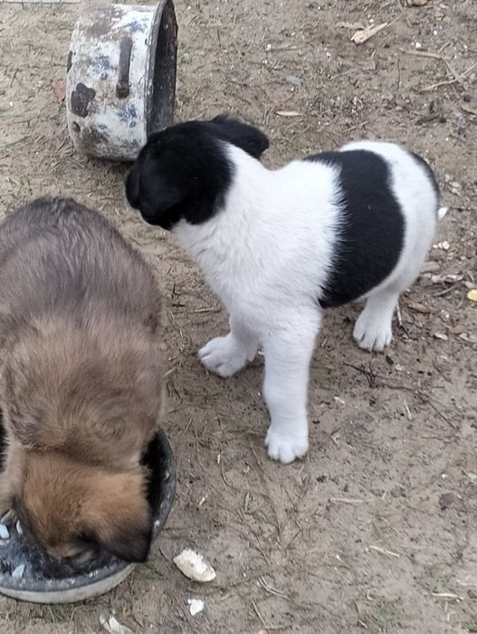 Отдам щенков в хорошие руки