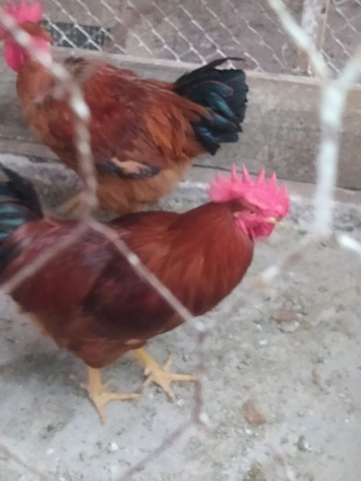 Cocosi și găini tinere