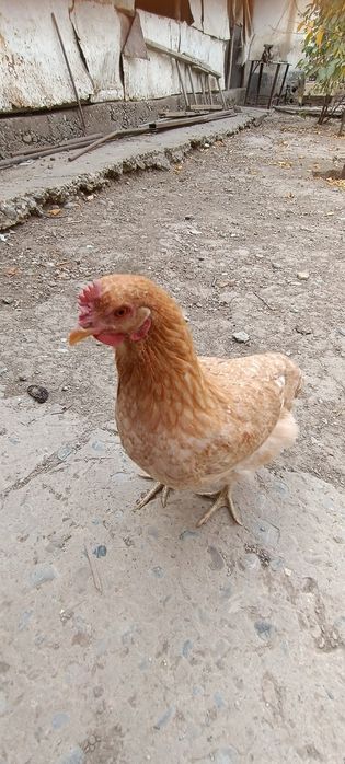 Курица с цеплонак