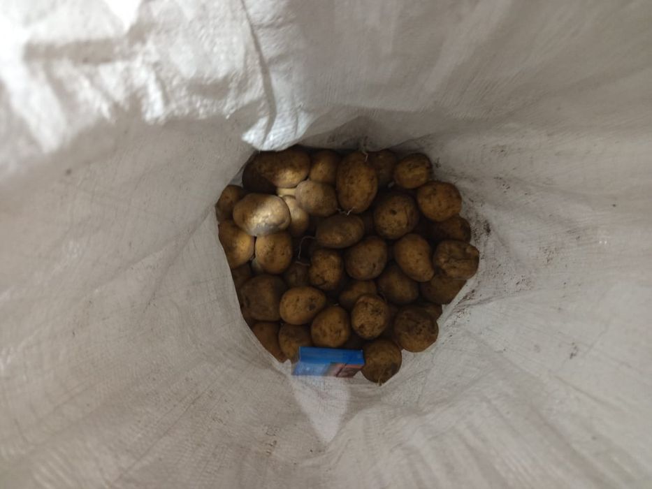 Продам картофель