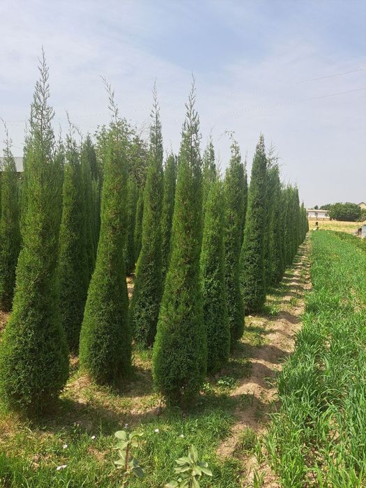 Archa stirichk qilish