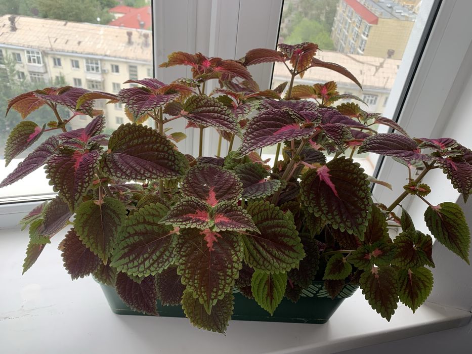 Черный бархат, разного размера