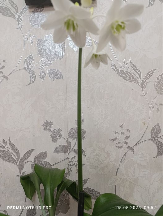 Цветы на 11 декабря. Эухарис - Амазонские лилии.