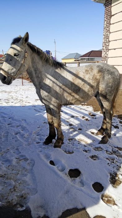 Көк Айғыр 6 жасар