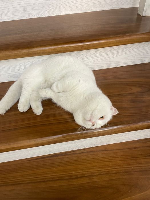 Sotiladi Manchkin o’g’il bola 1 yoshdan oshgan ko’payishga tayyor