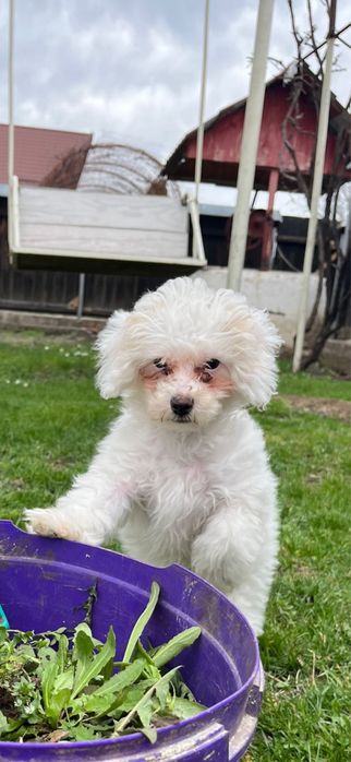 Bichone Maltese