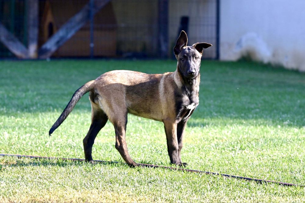 Ciobanesc Belgian - Malinois